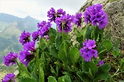 62 Primula vischiosa (Primula latifolia )